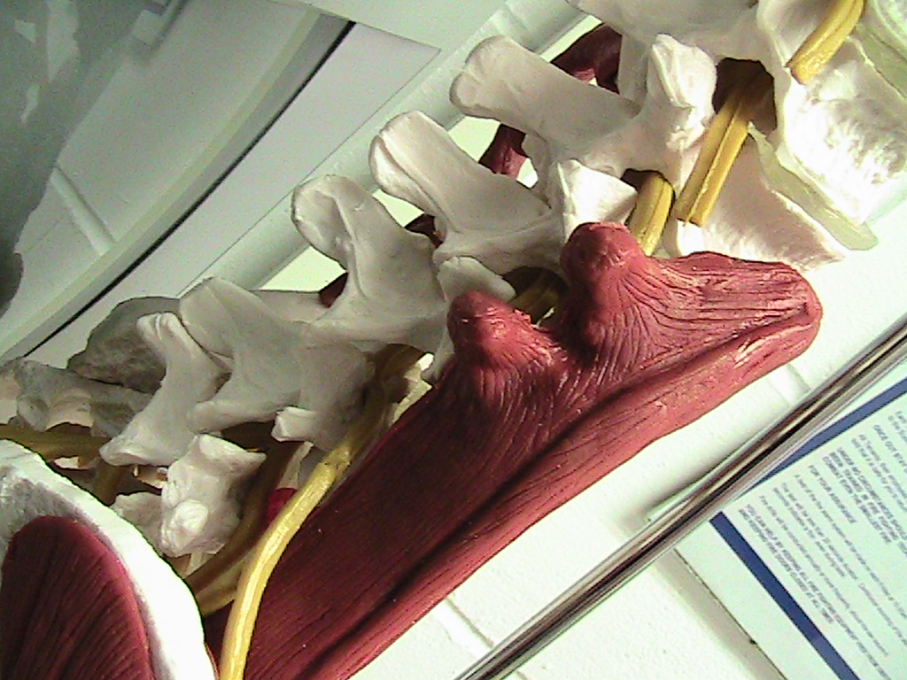 spineabstract